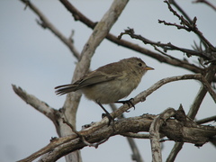 Certhidea fusca