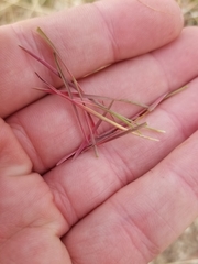 Bromus tectorum
