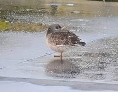 Calidris maritima