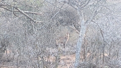 Kobus ellipsiprymnus