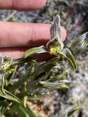 Chloraea magellanica