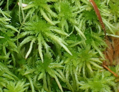 Sphagnum squarrosum