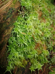 Sphagnum squarrosum