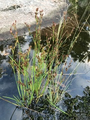 Juncus alpinoarticulatus