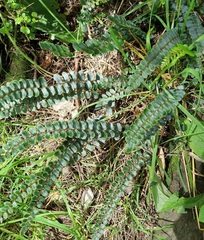 Pellaea rotundifolia