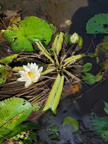 Nymphaea lotus