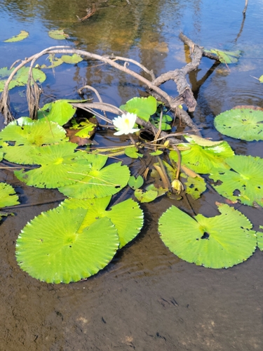Nymphaea lotus