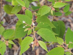 Commersonia bartramia