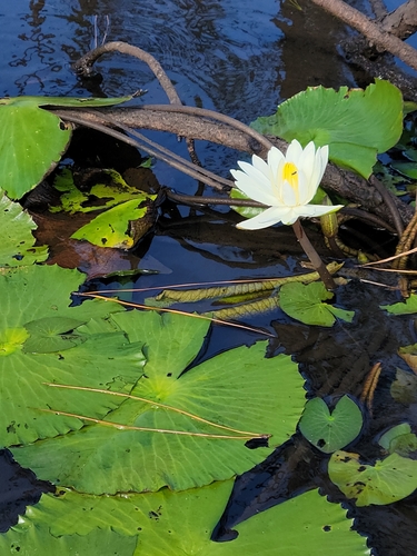 Nymphaea lotus