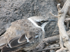 Mimus parvulus