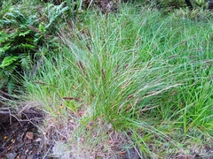 Carex appressa
