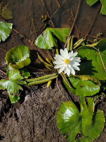 Nymphaea lotus