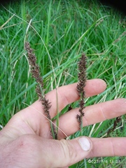 Carex appressa