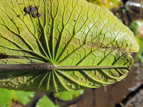 Nymphaea lotus