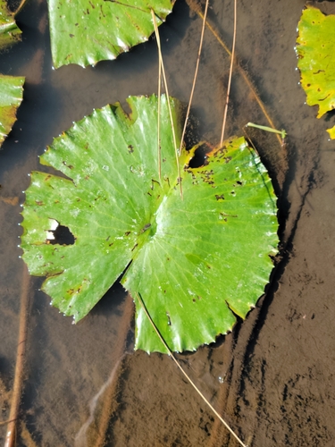 Nymphaea lotus