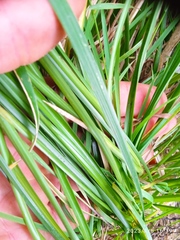 Carex appressa