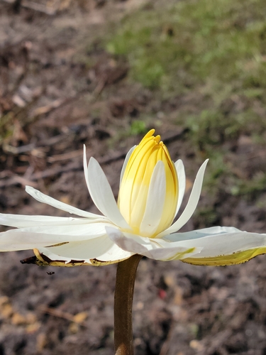 Nymphaea lotus