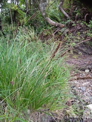 Carex appressa