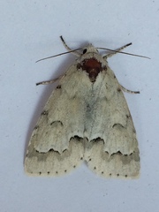 Acronicta innotata