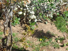 Conirostrum cinereum