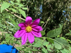 Dahlia imperialis