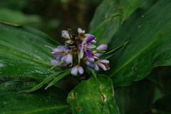 Dichorisandra thyrsiflora