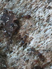 Pheidole navigans