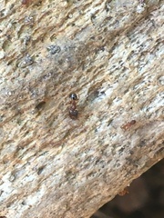 Pheidole navigans