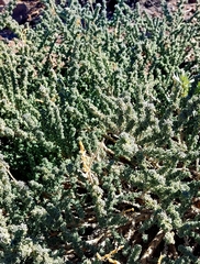 Adenocarpus viscosus