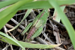 Chimarocephala pacifica