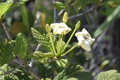 Tocoyena bullata