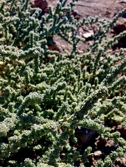 Adenocarpus viscosus