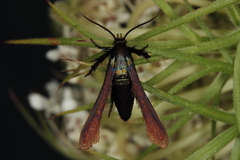 Negotinthia myrmosaeformis