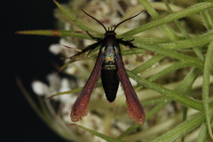 Negotinthia myrmosaeformis