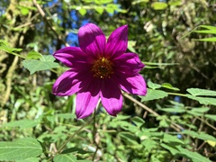 Dahlia imperialis