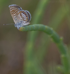 Brephidium exilis yucateca