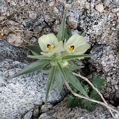 Mohavea confertiflora