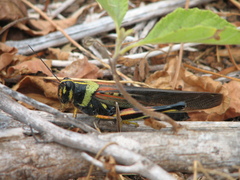 Schistocerca melanocera