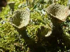 Cladonia chlorophaea