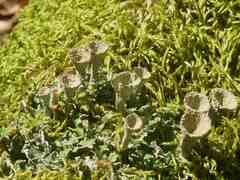 Cladonia chlorophaea