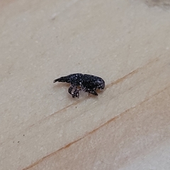 Sitophilus