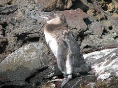 Spheniscus mendiculus