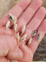 Bromus briziformis