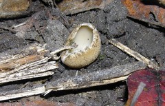 Tarzetta cupularis