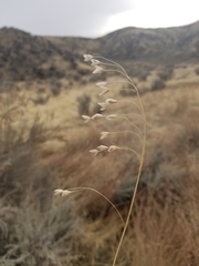 Bromus briziformis