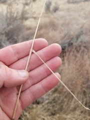Bromus briziformis