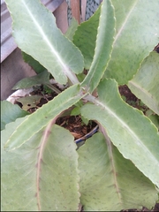 Kalanchoe gastonis-bonnieri