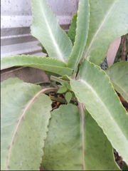 Kalanchoe gastonis-bonnieri