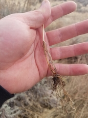 Bromus briziformis