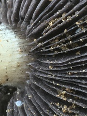 Stropharia